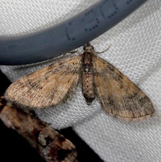 7449 Small Pine Looper Moth Thunder Lake Mich 6-21-13