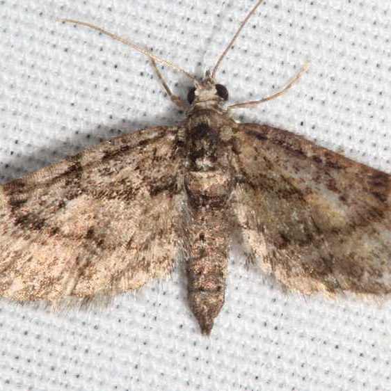 7459-Eupithecia-columbiata-Cabin2-Blackwater-Falls-St-Pk-WVA-5-26-21