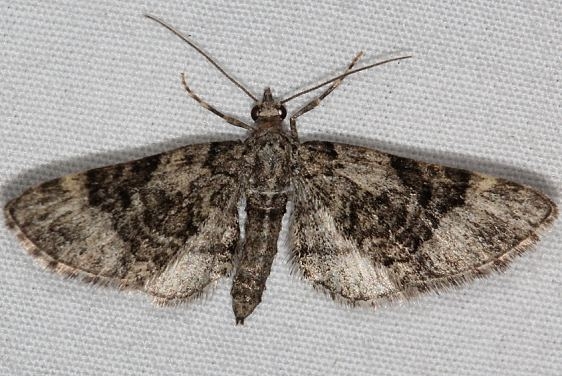 7466 Eupithecia edna BG Devil's Canyon Manti-La Sal Natl Forest Utah 6-8-17 (40)_opt