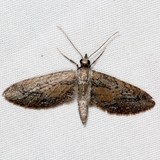 7471 Eupithecia placidata Pine Lake Dixie Natl Forest Utah 5-31-17 (11)_opt