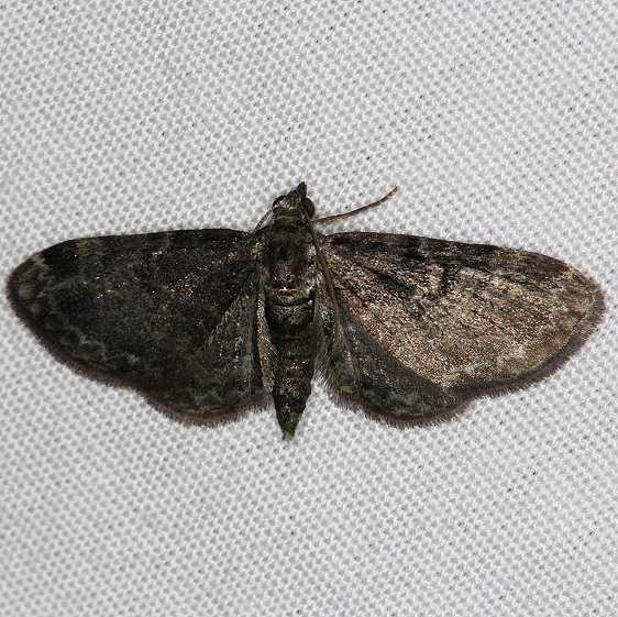 7474 Common Eupithecia Moth yard 5-30-14 (11)_opt