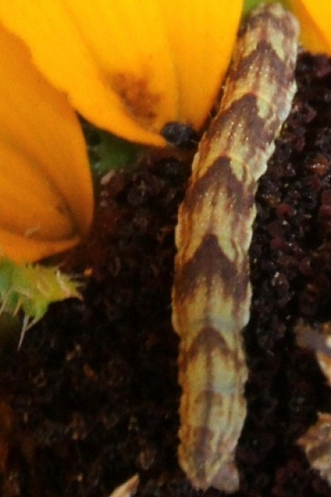 7474 Common Pug Moth Caterpillars in flower yard 9-17-16_opt