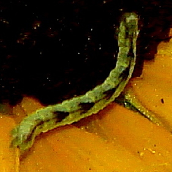 7474 Common Pug Moth caterpillar yard 7-30-10