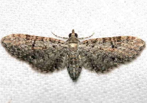 7486 Eupithecia jejunata Lake Kissimmee St Pk Fl 2-27-13