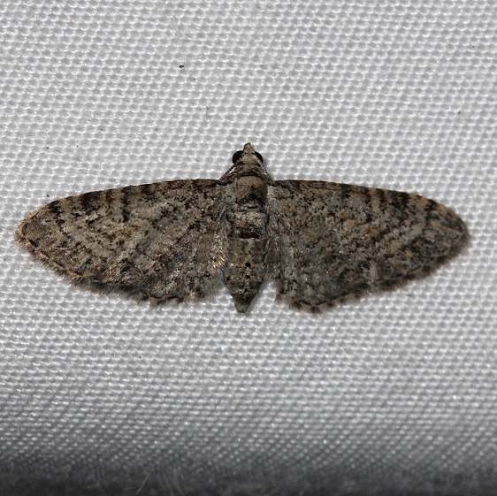 7486 Eupithecia jejunata Lake Kissimmee St Pk 3-8-14