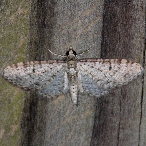 7487 Gray Pug Moth Faver-Dykes St Pk Fl 2-22-15