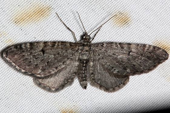 7487 Grey Pug Moth Mueller St Pk Colorado 6-18-17 (16)_opt
