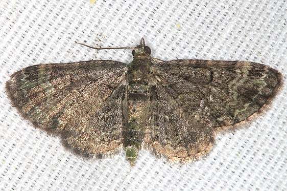 7487 Grey Pug Moth yard 6-2-20