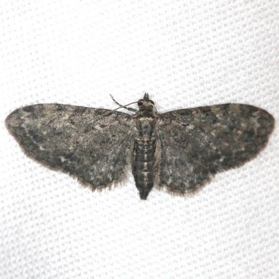 7488 Eupithecia tripunctaria yard 4-26-13
