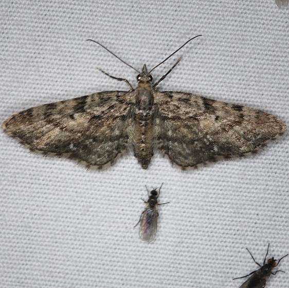 7492 Eupithicia casloata Thunder Lake UP Mich 6-21-14