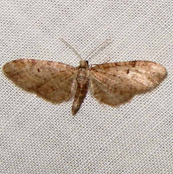 7509.1 Eupithecia matheri High Falls St Pk Georgia 4-1-11