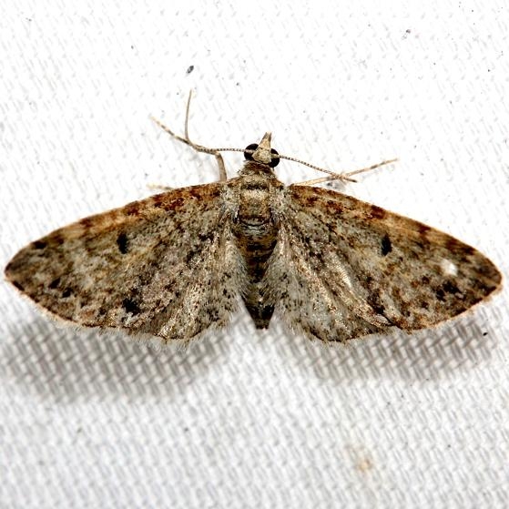 7520 Eupithecia satyrata Lake Kissimmee St Pk Fl 2-28-13