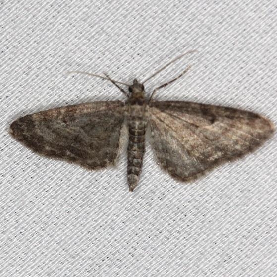 7520 Eupithecia satyrata Thunder Lake UP Mich 6-21-13