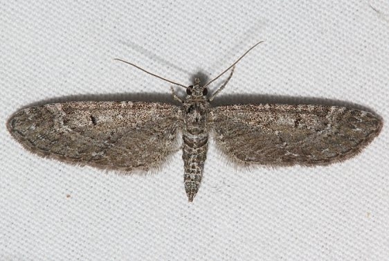 7570 Eupithecia johnstoni Mueller St Pk Colorado 6-20-17 (14)_opt
