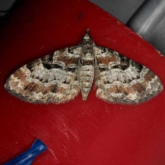 7575 Cloaked Plug Moth Thunder Lake Mich UP 6-22-13