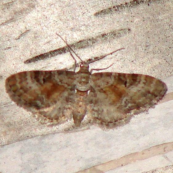 7594 Eupithecia anticaria Thunder Lake UP Mich 6-24-09 (7)_opt