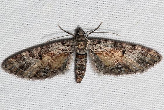 7609.99 Unidentified Eupithecia Moth Rocky Mtn Natl Pk Colorado 6-24-17 (41)_opt