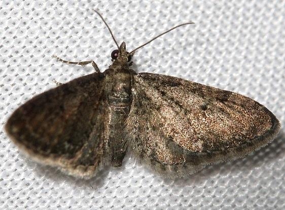 7609.99 Eupithecia spp Little Talbot Island State Park 2-21-13_opt