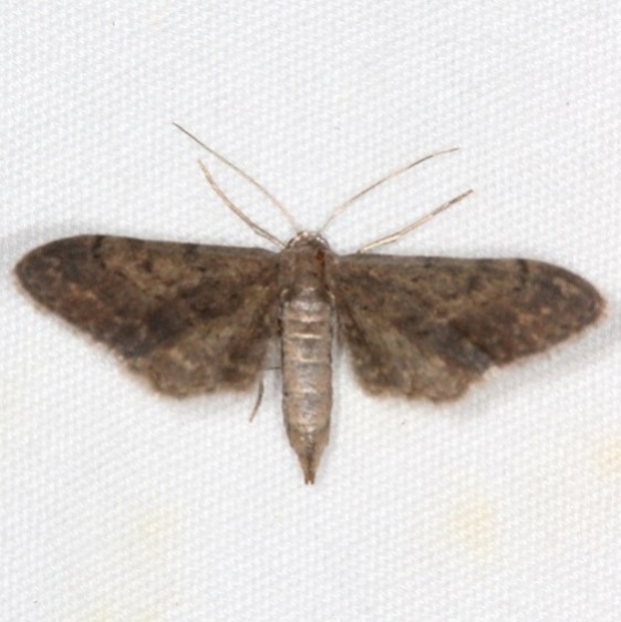 7609.99 Unidentified Eupithecia Moth Campsite 119 Falcon St Pk BG Texas 10-23-16_opt