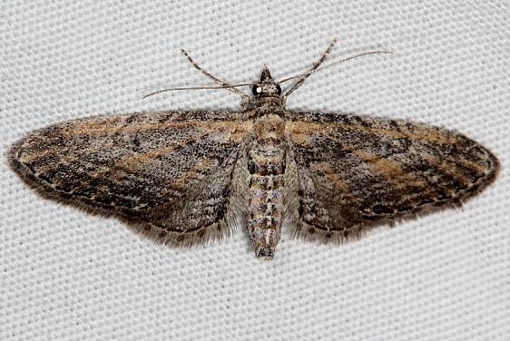 7621 Prorella mellisa Mesa Verde National Pk Colorado 6-9-17 (28)_opt