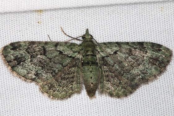 7625 Green Pug Moth yard 6-1-16 (45a)_opt