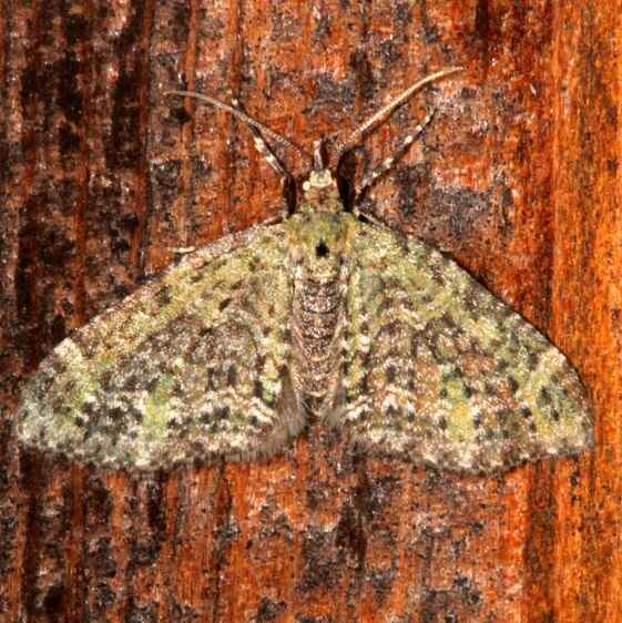 7635-Olive-and-Black-Carpet-Mothapalooza-Arc-of-Appalachia-7-16-21