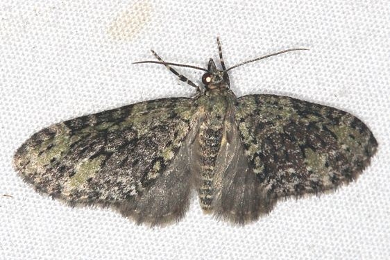 7635 Olive-and-black Carpet Moth Mothapalooza Shawnee St Forest 7-8-17 (18)_opt
