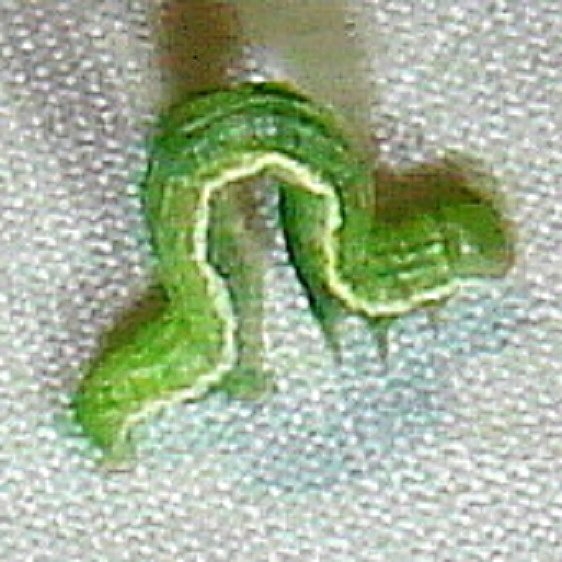 7637 Molted Gray Math caterpillar yard 9-10-10