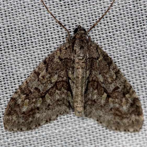 7637 Molted Grey Carpet Moth Carter Cave St Pk Ky 4-23-13