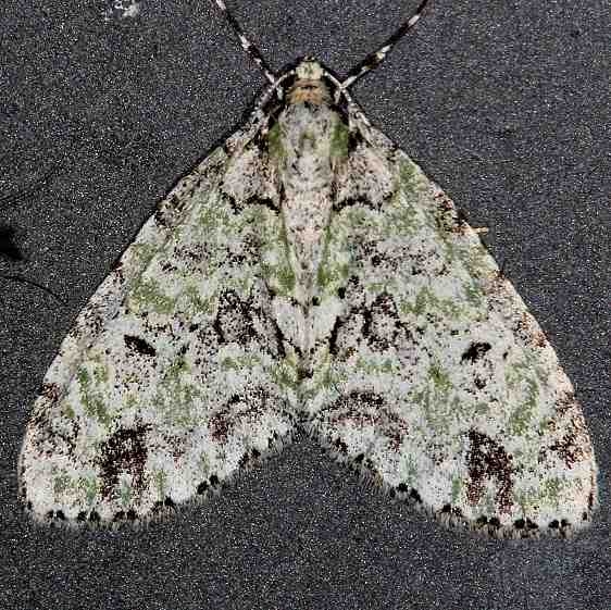 7637 Mottled Gray Carpet Moth Cumberland Falls St Pk Ky 4-22-14