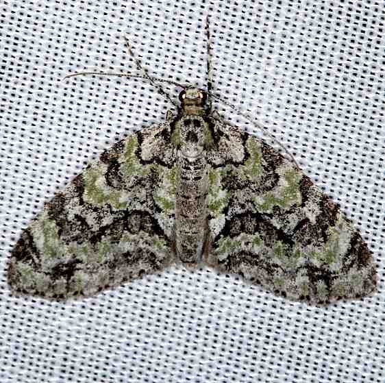 7637 Mottled Gray Carpet Moth Cumberland Falls St Pk Ky 4-23-14