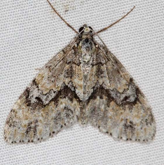 7638 Angle-lined Carpet Moth Jenny Wiley St Pk Ky 4-19-16 (41a)_opt
