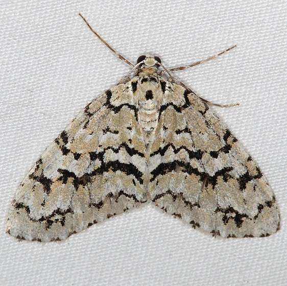 7639 Scribbler Moth Jenny Wiley St Pk Ky 4-19-16 (110a)_opt
