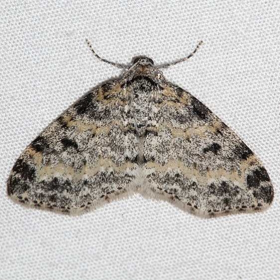 7640 Lobophora nivigerata Mueller St Pk Colorado 6-18-17 (2)_opt