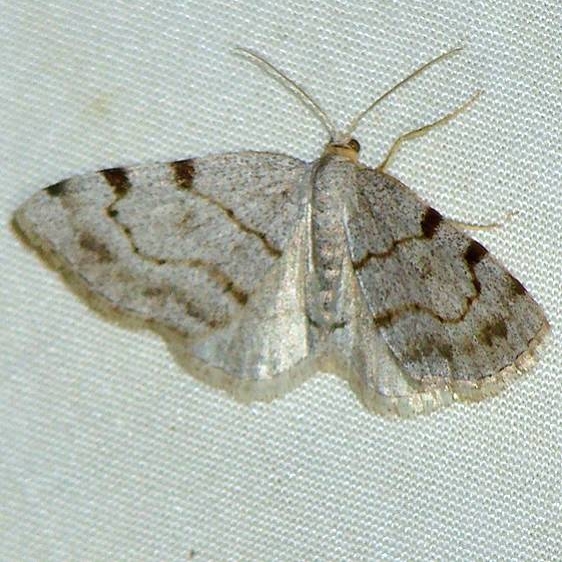 7645 Heterophleps refusaria yard 5_26_10_opt