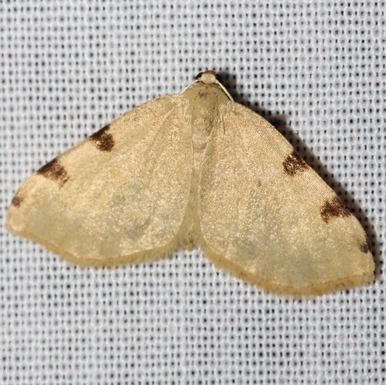 7647 Three-spotted Fillip Moth Jenny Wiley St Pk Ky 4-26-12