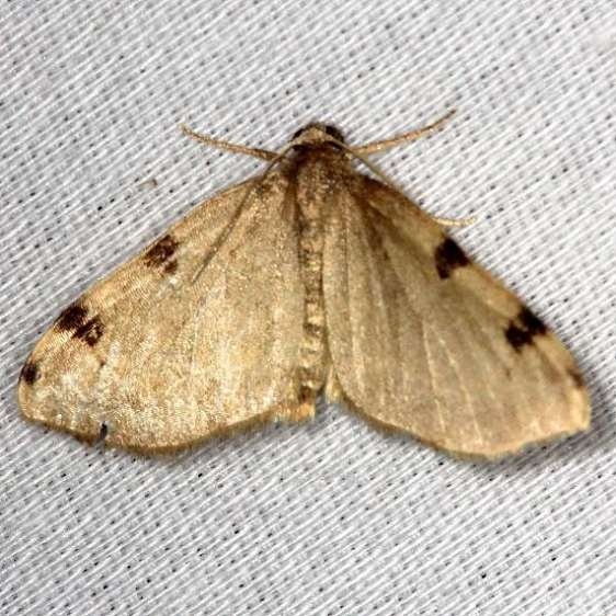 7647 Three-spotted Fillip Moth yard 8-15-13