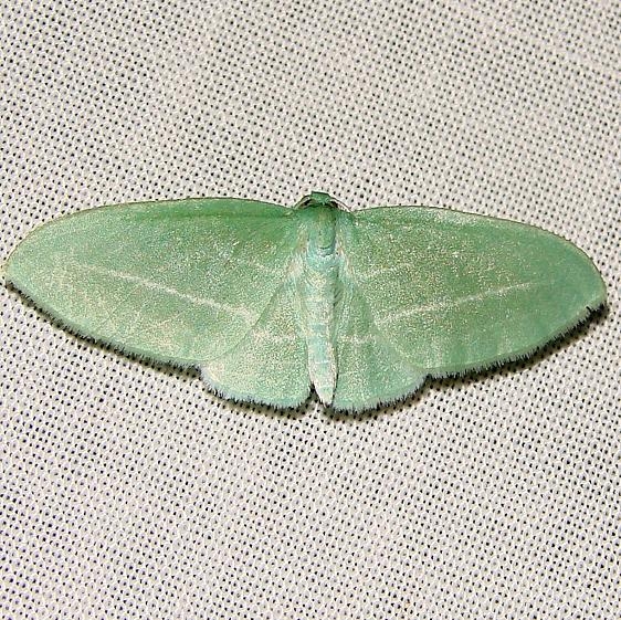 7648 Badwing Moth Jenny Wiley Ky 4-26-12