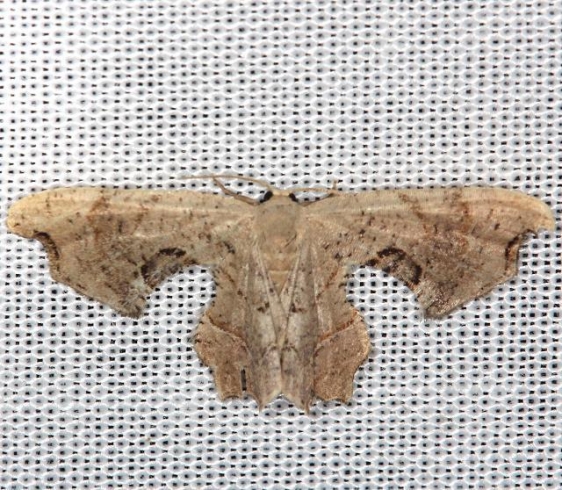 Hodges 7650-7701Uraniidae-Epiplemidae-Lasiocampidae – Pickaway County ...