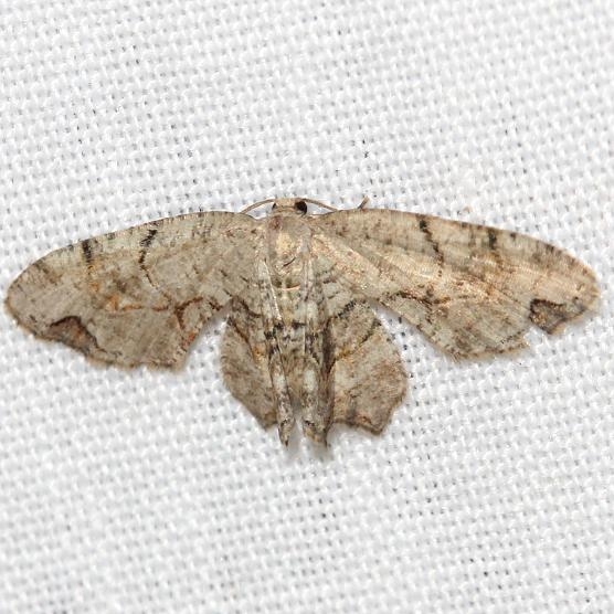 7650 Gray Scoopwing Moth Thunder Lake 6-23-12