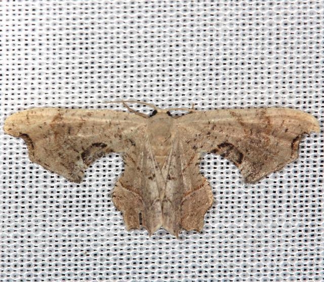 7653 Brown Scoopwing Calledateryx dryopterata yard 6-8-13