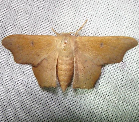 7659 Scalloped Sackbearer Kissimmee Lake St Pk 2-22-12