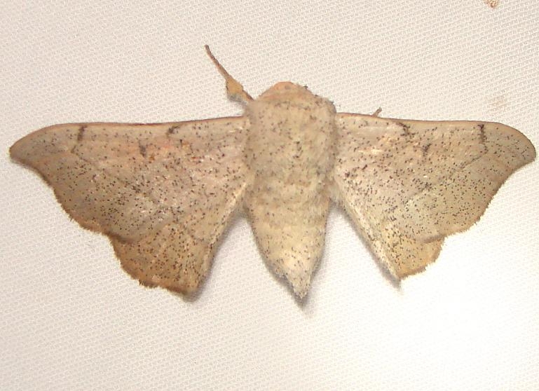 7662 Melsheimer's Sack-bearer Moth Kissimmee Prairie St Pk 3-8-12