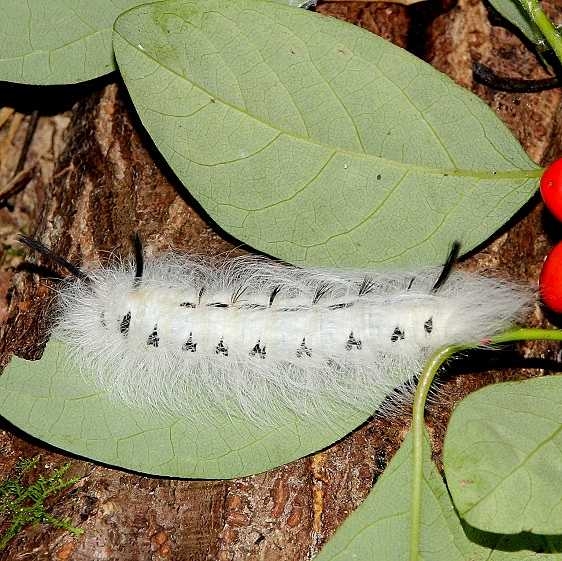 7663 Spotted Apatelodes Caterpillar Roddy Cove 8-31-15