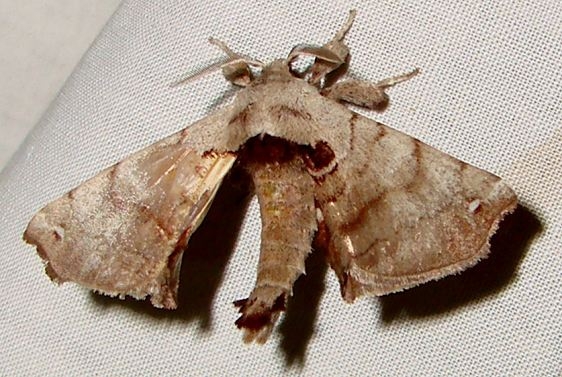 7663 Spotted Apatelodes Moth yard 6-15-11_opt