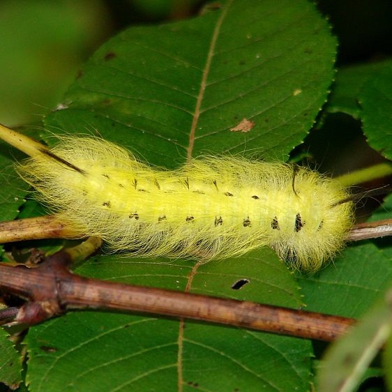 7663 Spotted Apatelodes Wolf Run Park Knox Co Oh 9-22-14