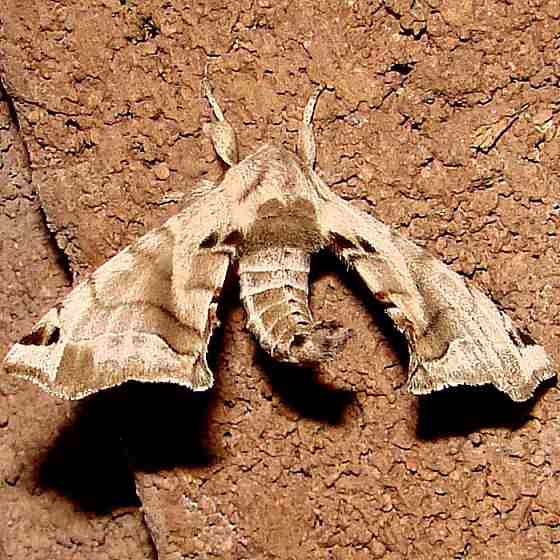 7664 Apatelodes pudefacta Ventana Canyon Resort Tucson Az 9-10-12