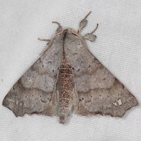 7665 The Angel Mothapalooza Shawnee St Forest Oh 7-7-17 (145)_opt
