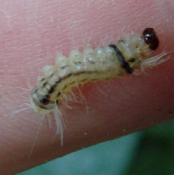 7670 Tolype Moth caterpillar maybe Webster Rd Oh 8-14-10