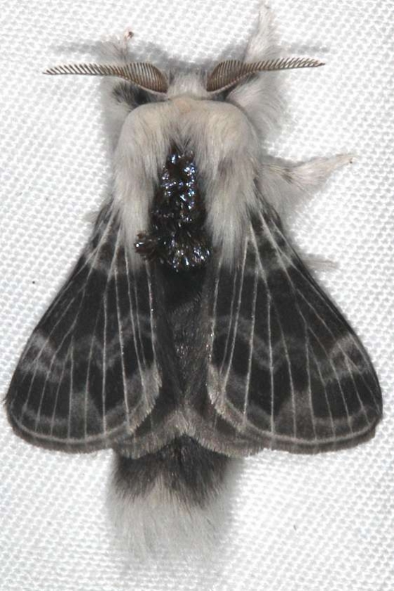 7673 Larch Tolype Moth yard 7-12-15